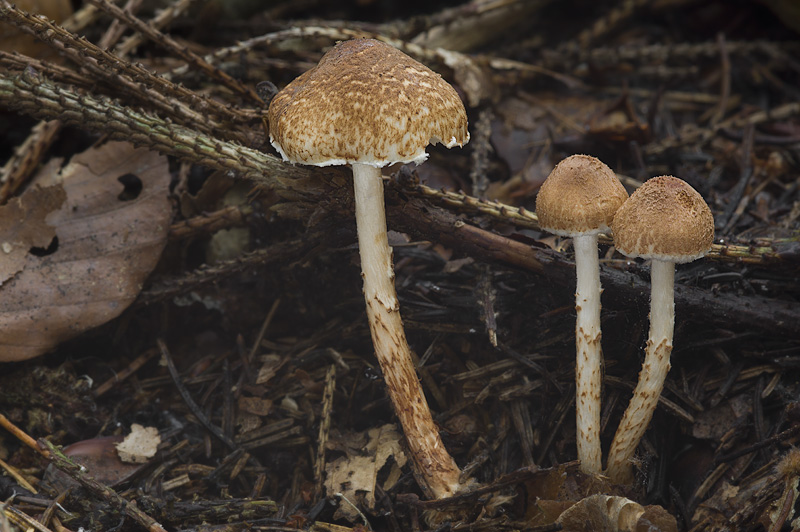 Lepiota castanea